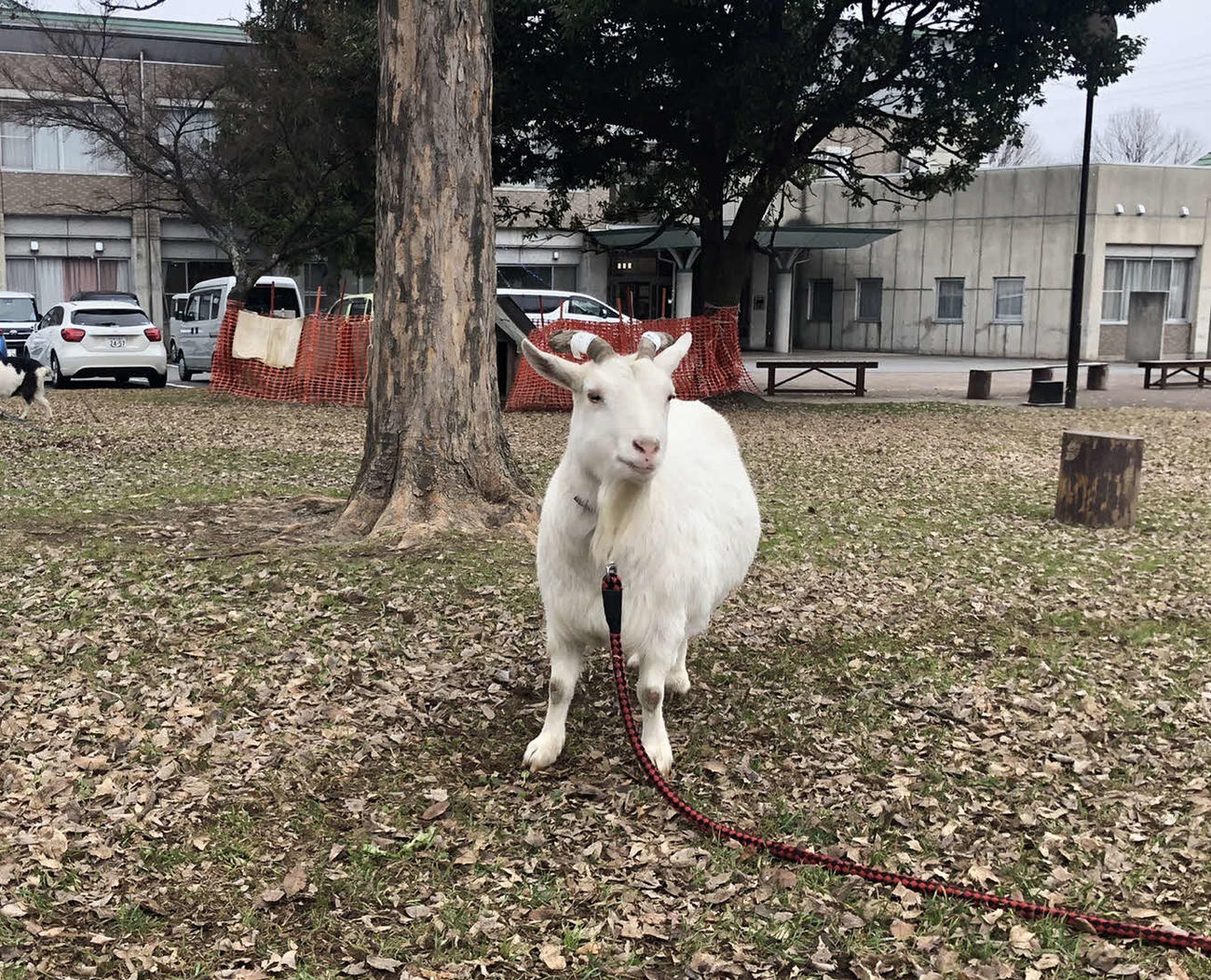 宮田村民会館前の広場で飼育されているヤギ（撮影・上田悠太）
