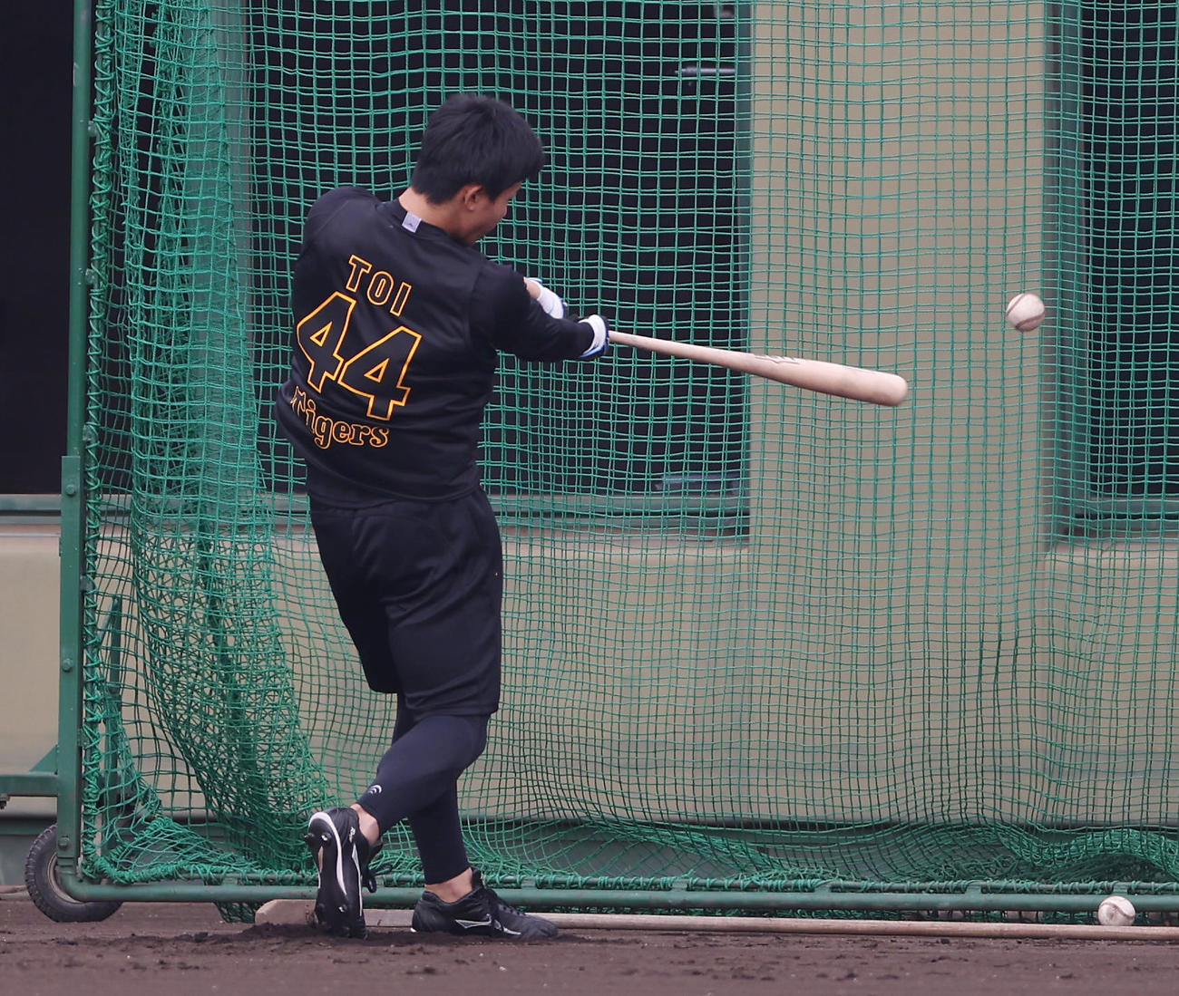 新人合同自主トレでトス打撃を行う阪神戸井（撮影・前田充）