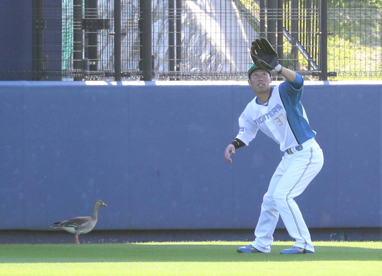 紅白戦　7回表、万波の打球を捕る江越の横で野鳥がのんびりとすごしていた（撮影・黒川智章）