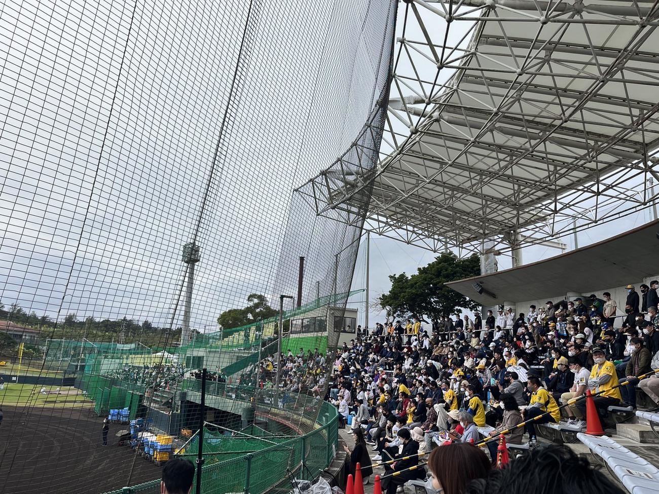 沖縄・宜野座の阪神1軍キャンプは初の土曜日で満員。立ち見客も