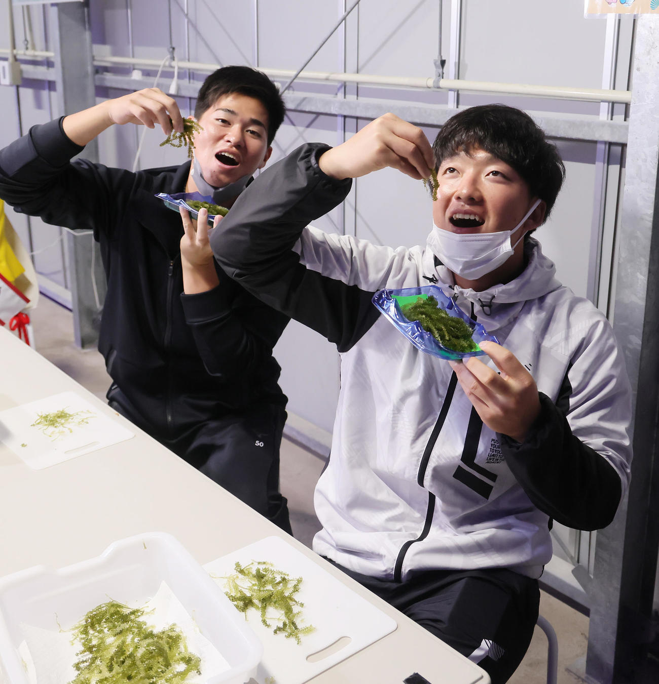 キャンプ休日に海ぶどう養殖施設を訪れ、試食するヤクルトドラフト1位吉村（右）と同5位北村（撮影・足立雅史）