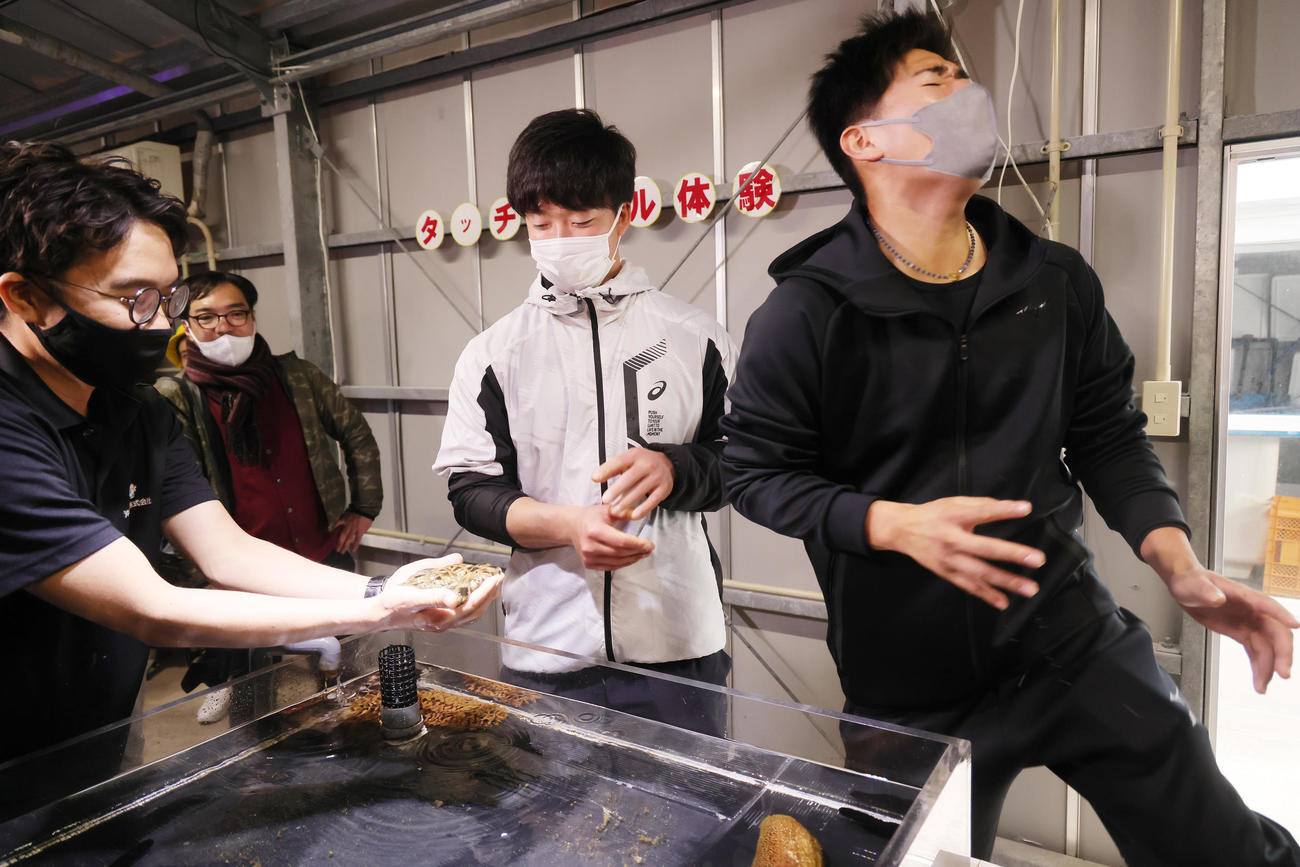 キャンプ休日に水産養殖センターを訪れ、水槽のナマコを見つめるヤクルトドラフト1位吉村（左）と嫌がる同5位北村（撮影・足立雅史）
