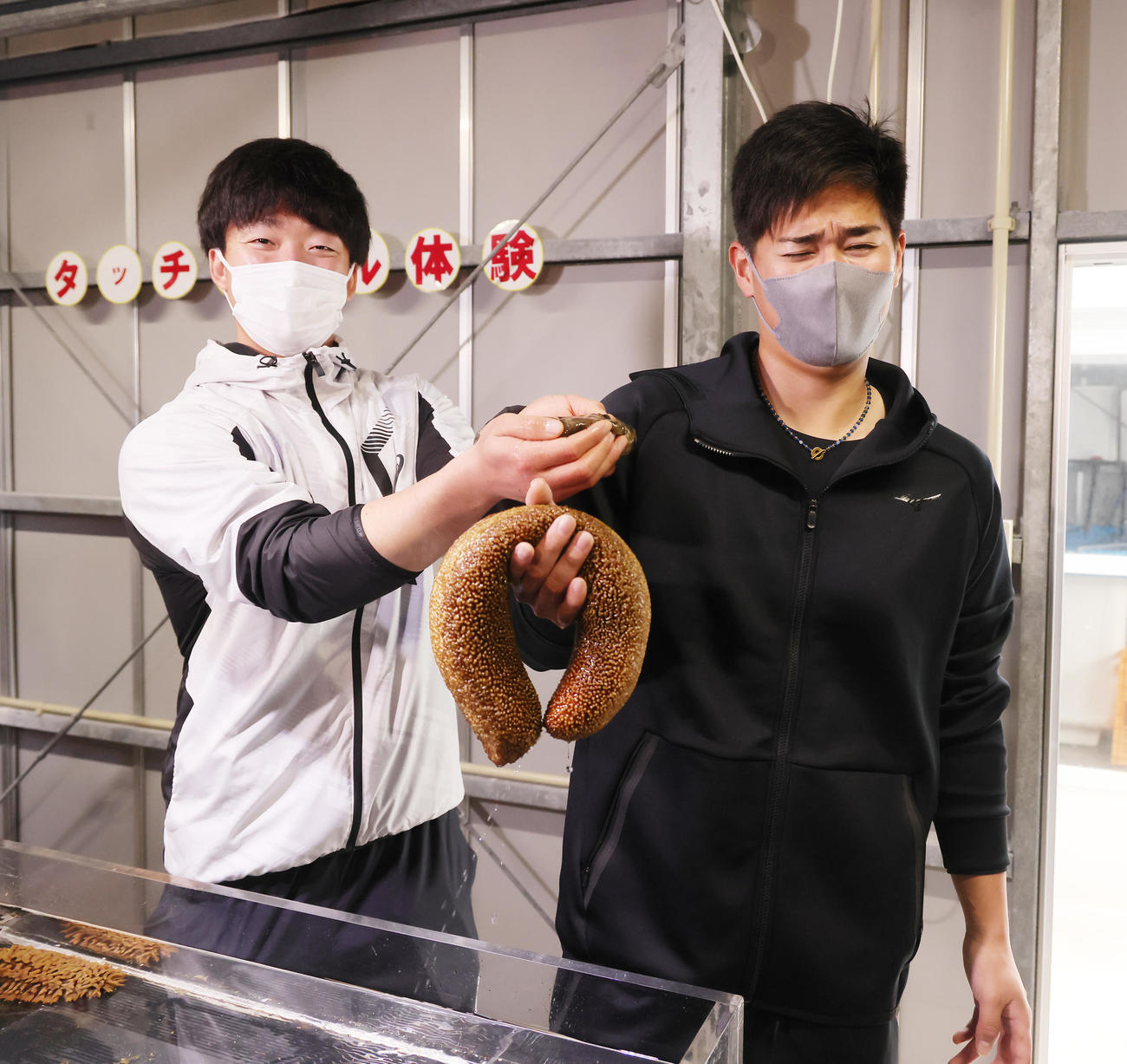 キャンプ休日に水産養殖センターを訪れ、水槽のナマコを手に笑顔を見せるヤクルトドラフト1位吉村（左）と嫌がる同5位北村（撮影・足立雅史）