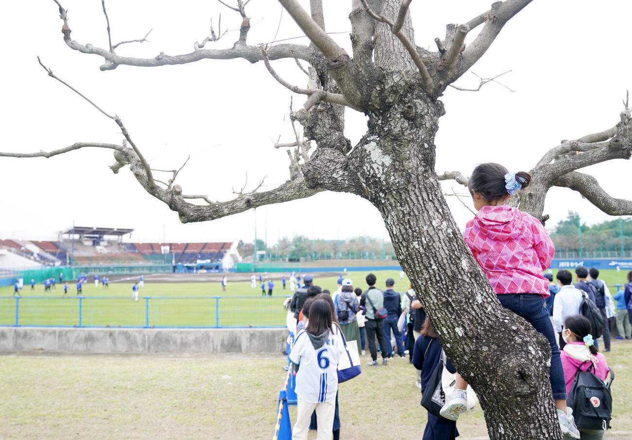 木によじ登り練習を見つめるDeNAファンの女の子（撮影・横山健太）