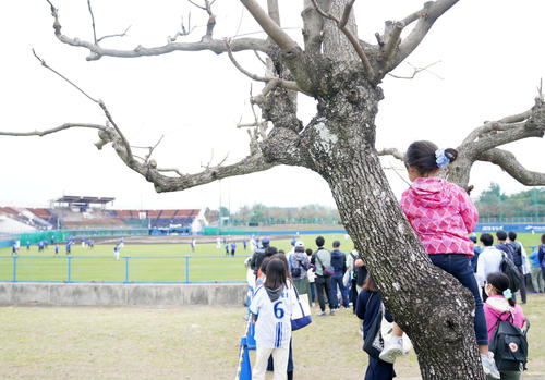木によじ登り練習を見つめるDeNAファンの女の子（撮影・横山健太）