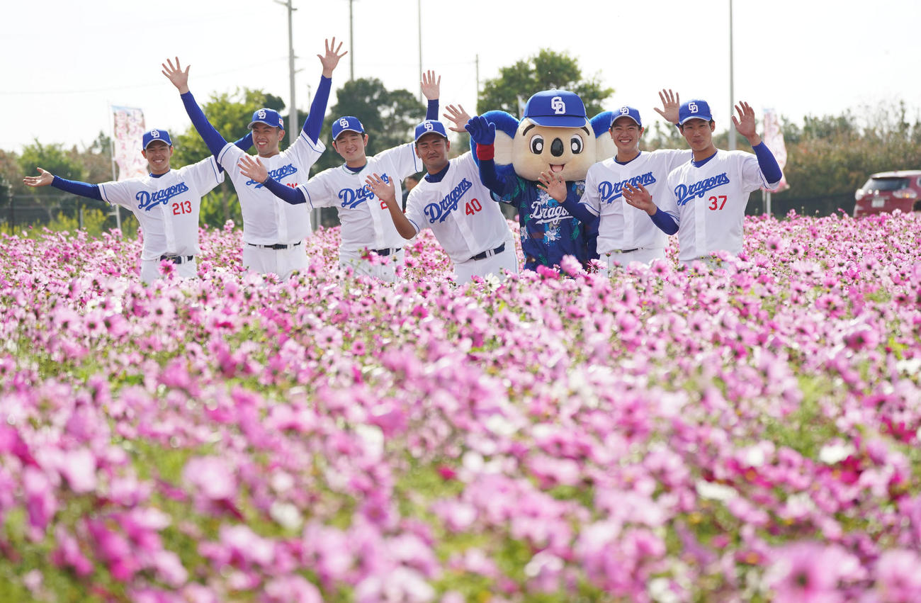 いちゃびら祭に参加しコスモス畑でポーズを決める中日の選手たち。右から浜、仲地、ドアラ、森山、野中、松山、樋口（撮影・森本幸一）