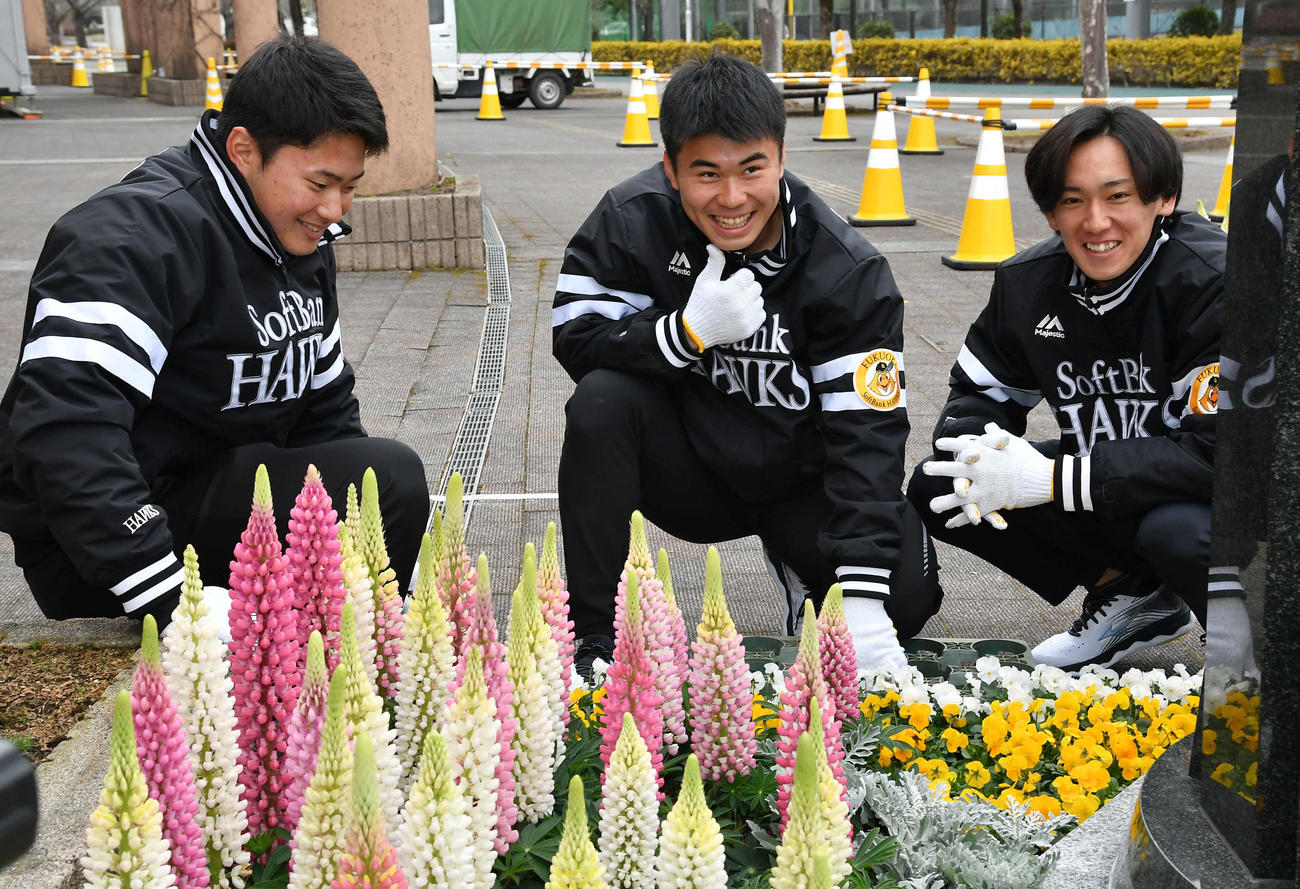 キャンプ休日の新人選手体験で、ソフトバンクの宮崎キャンプ20周年記念モニュメントを花で装飾する、左から生海、松本晴、大津（撮影・岩下翔太）