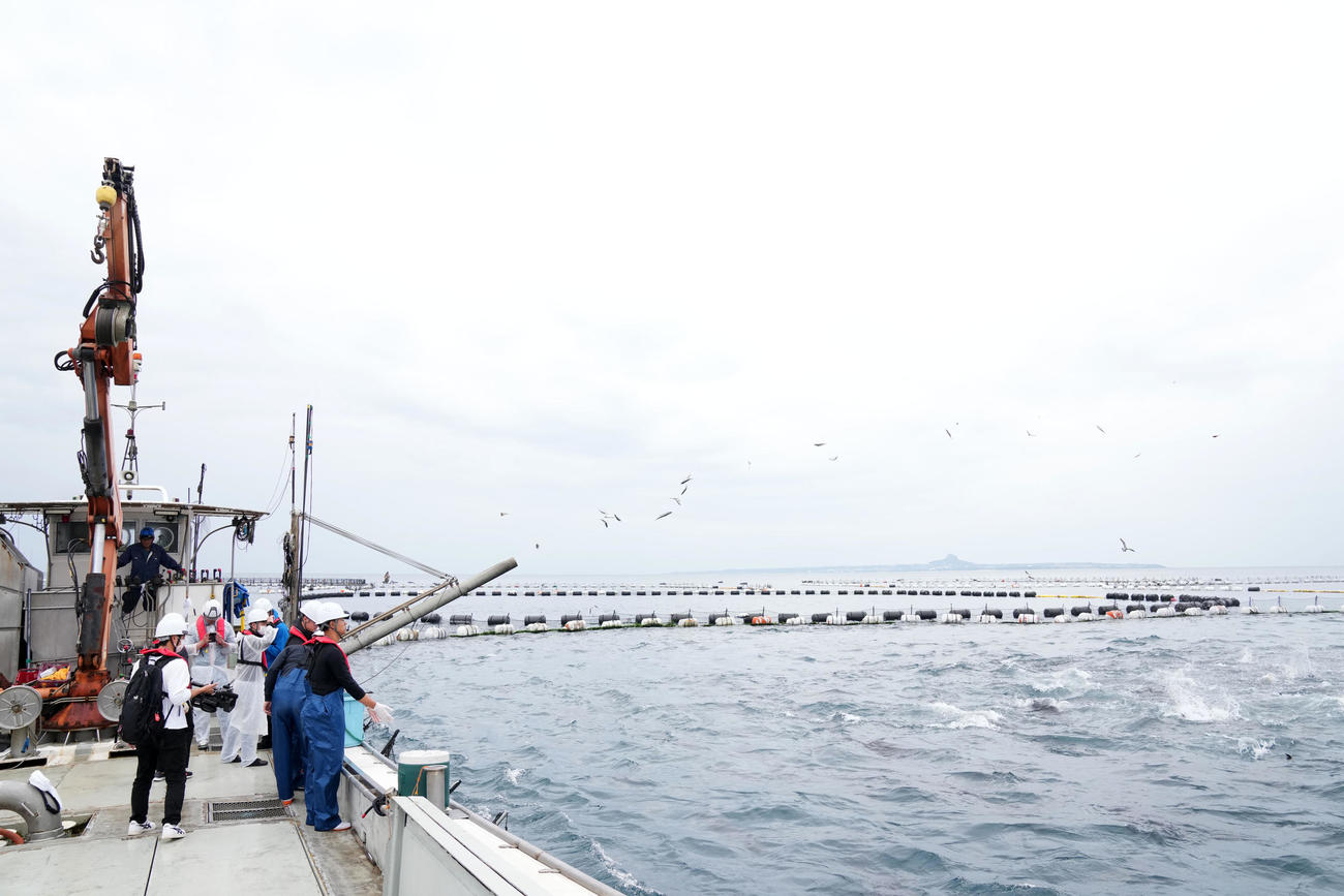 マルハニチログループの本マグロ養殖場でエサやりをするDeNA選手たち（撮影・横山健太）