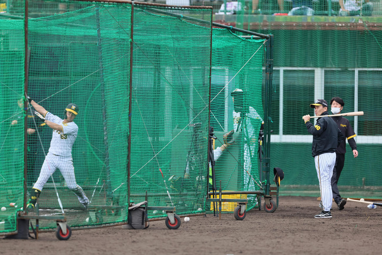 特打で板山（左）の打撃を見る岡田監督（撮影・加藤哉）