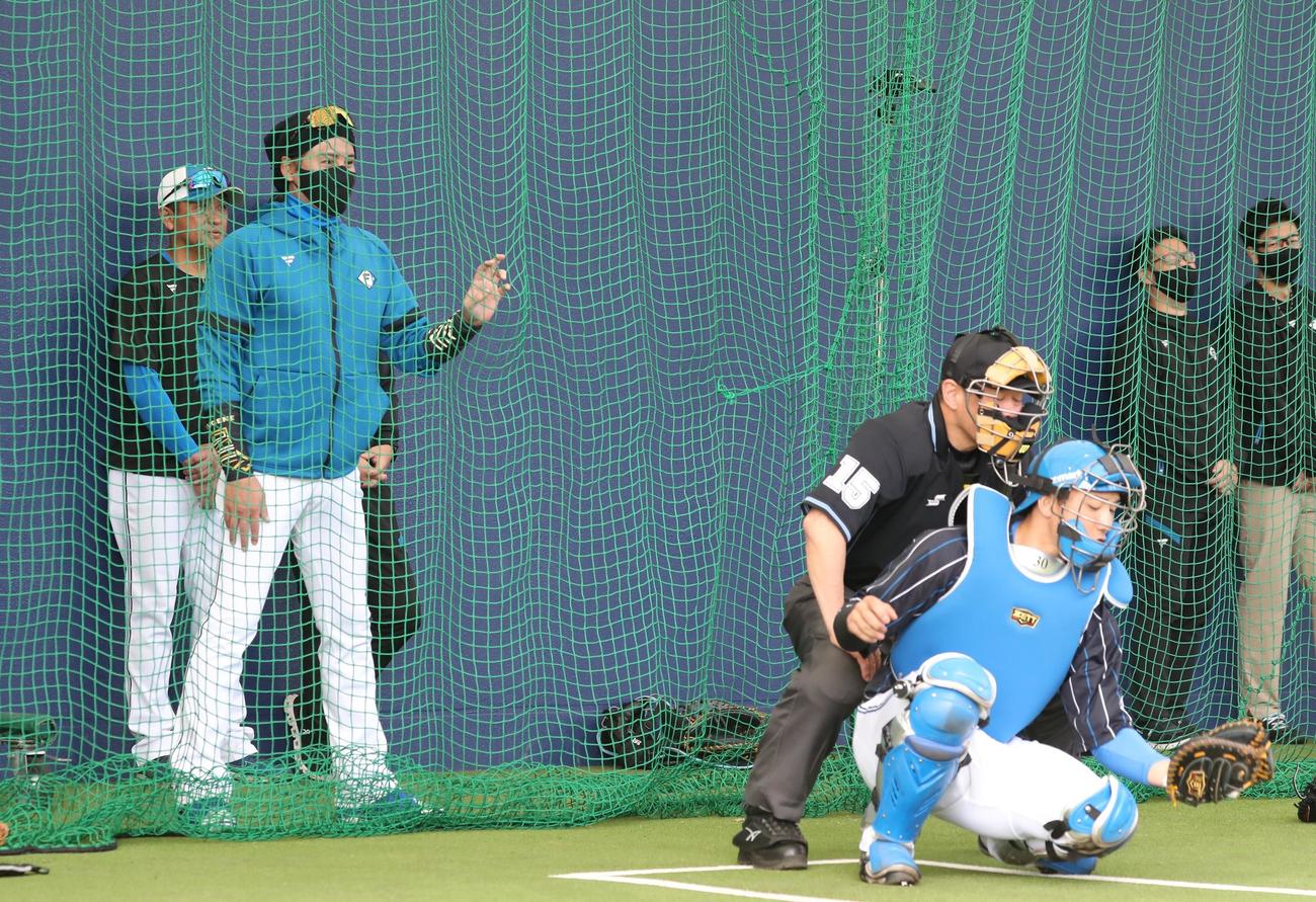矢沢の投球をブルペンで見る新庄監督（撮影・黒川智章）