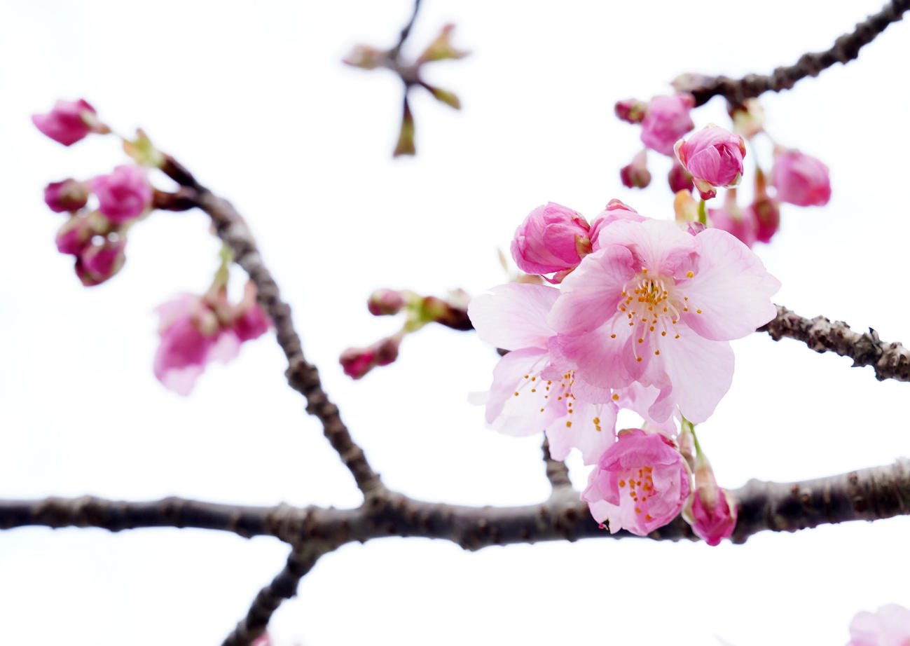 巨人宮崎キャンプが行われる総合運動公園で開花した河津桜（撮影・江口和貴）