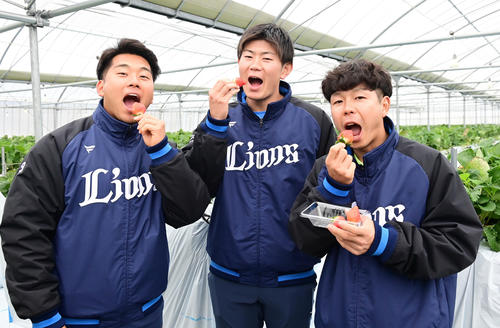キャンプはじめての休日でイチゴ狩り体験を行った、左から西武蛭間、青山、児玉（撮影・小沢裕）