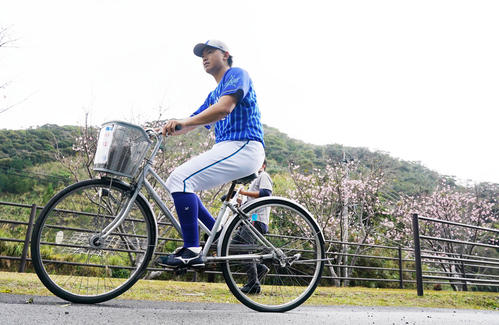 彼岸桜を背に自転車で移動するDeNA今永（撮影・横山健太）