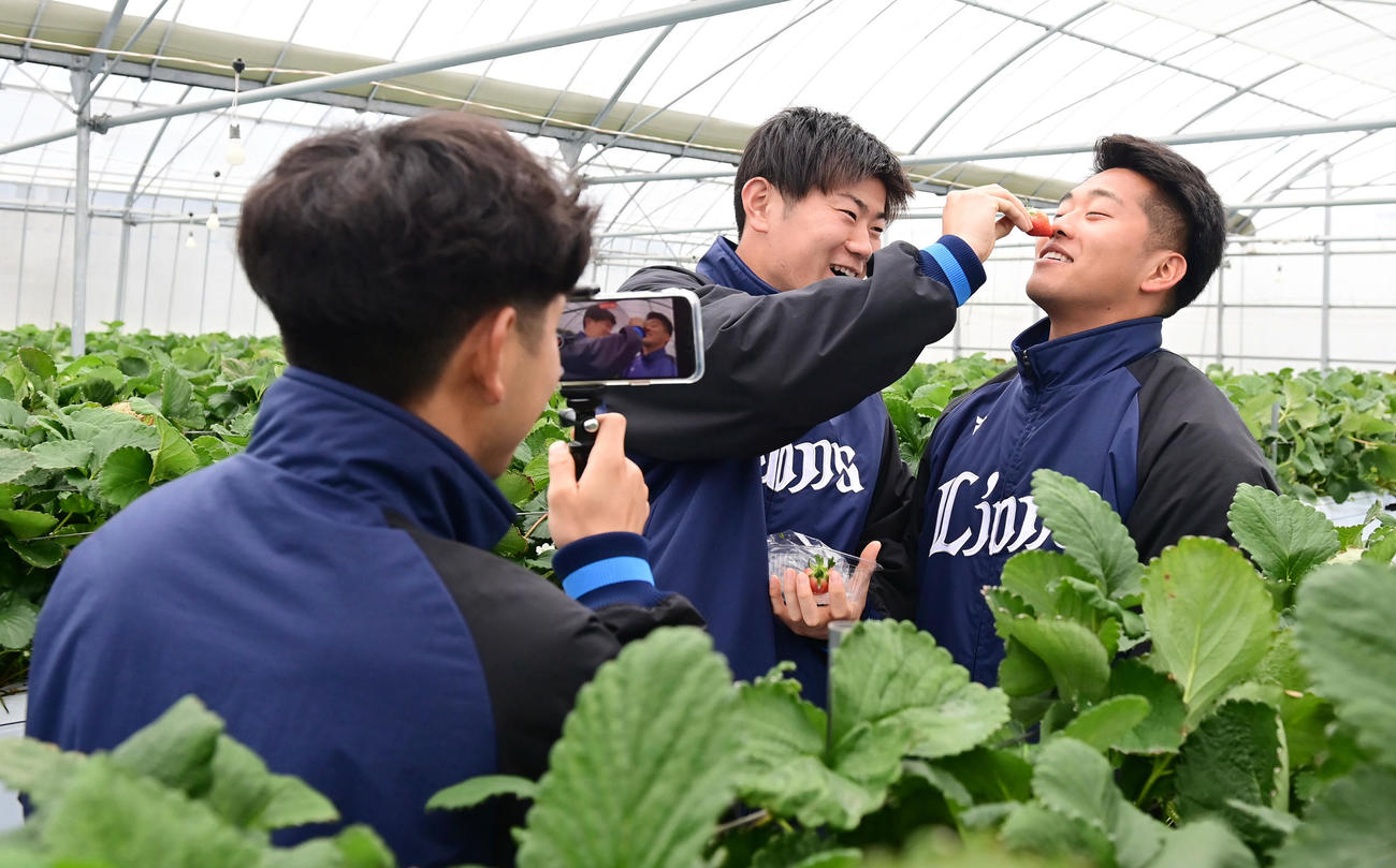キャンプはじめての休日でイチゴ狩り体験を行った西武蛭間（右）は青山から鼻の頭にイチゴを付けられる。手前左は動画撮影する児玉（撮影・小沢裕）
