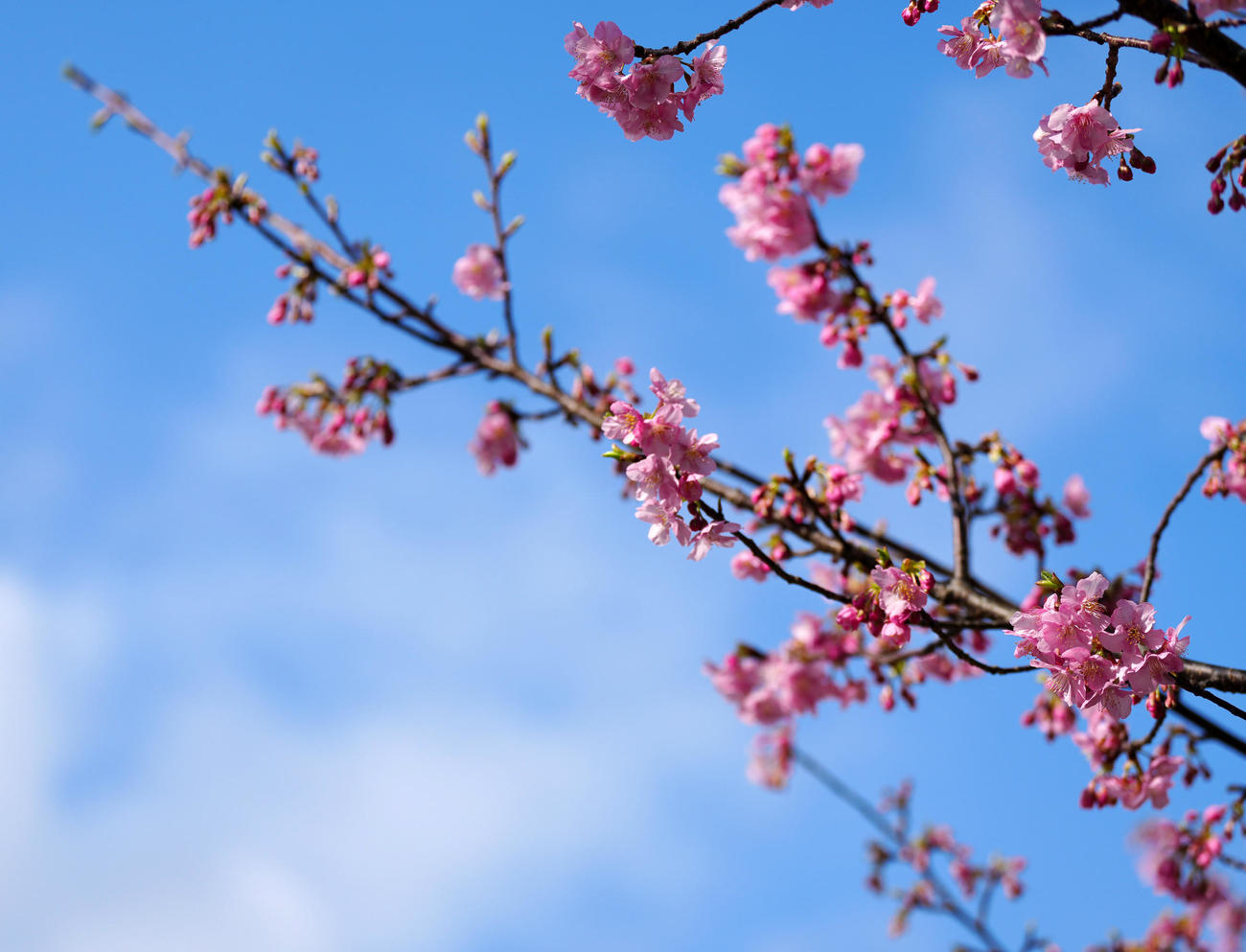 巨人宮崎キャンプが行われる総合運動公園で咲く河津桜（撮影・江口和貴）