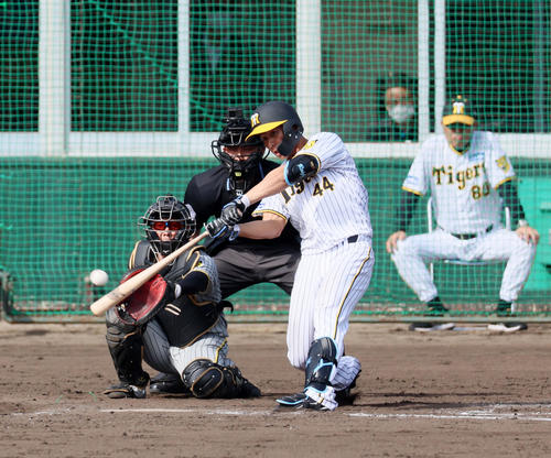 紅白戦　回裏白組1死、戸井は右前打を放つ（撮影・加藤哉）