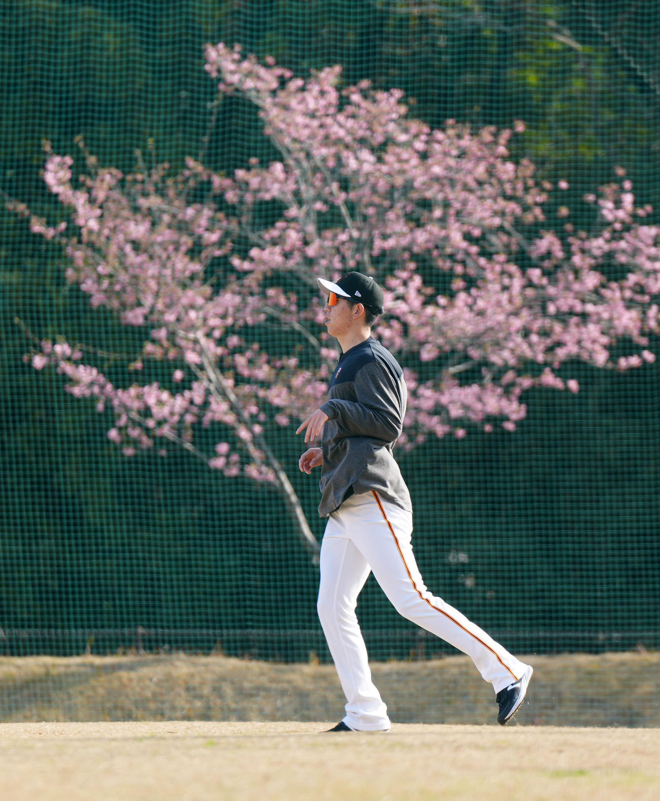 河津桜を横目に練習に臨む巨人戸郷（撮影・江口和貴）
