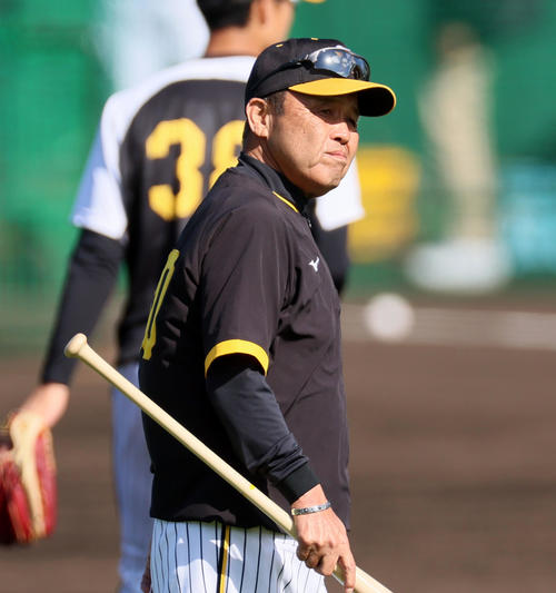 打撃練習の打球を確認する阪神岡田監督(撮影・加藤哉)