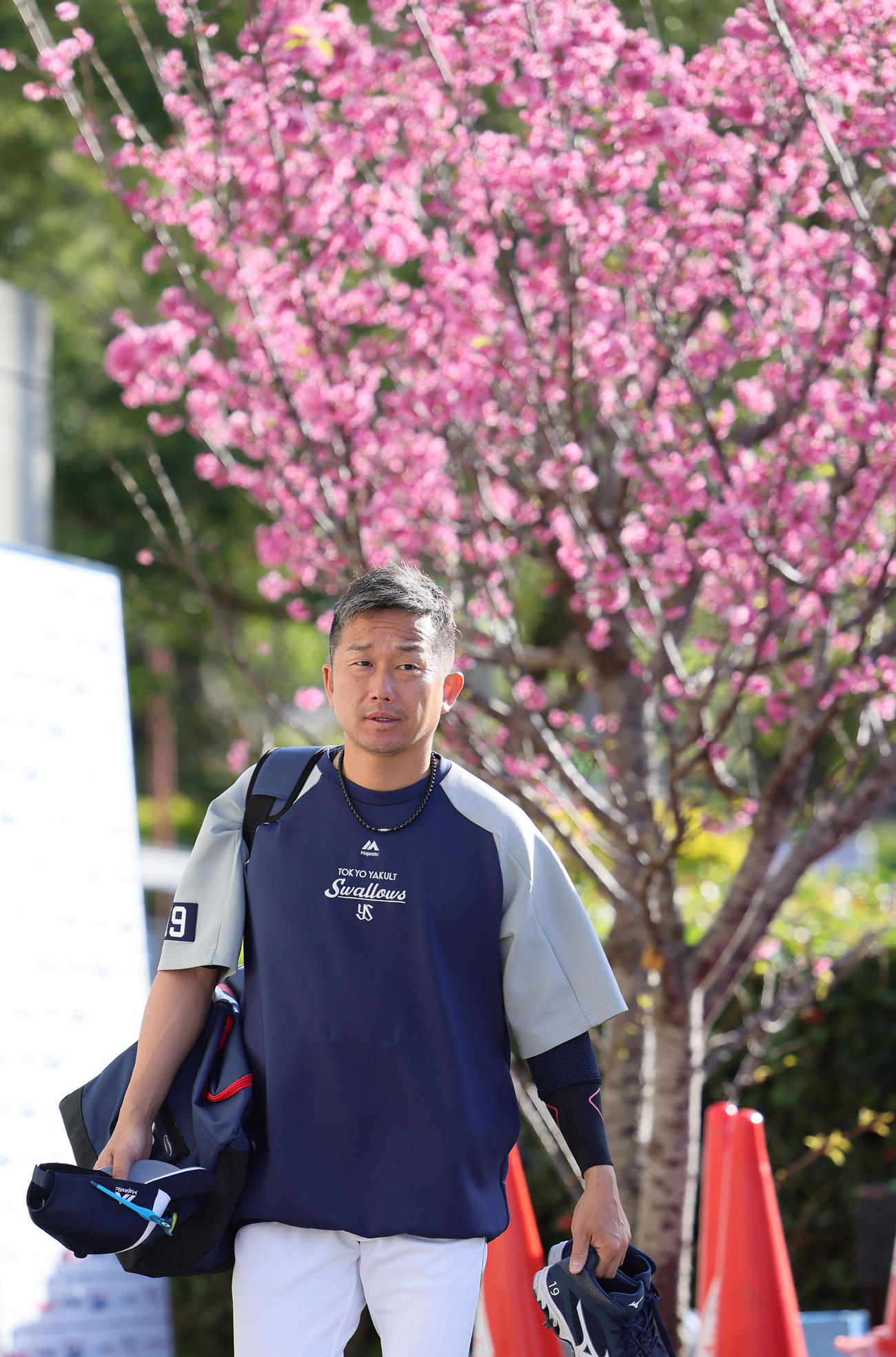 カンヒザクラを背に練習場入りするヤクルト石川（撮影・足立雅史）