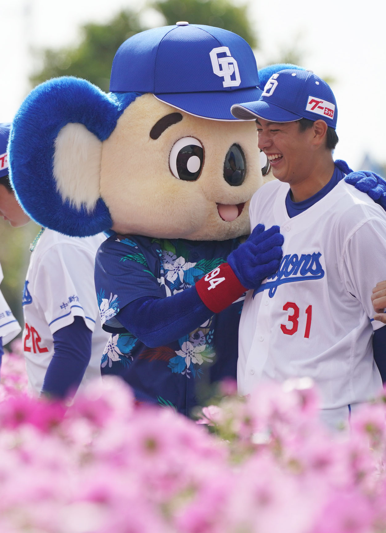 練習終了後、いちゃびら祭に参加しコスモス畑でじゃれあう仲地礼亜（右）とドアラ（2023年2月5日撮影）