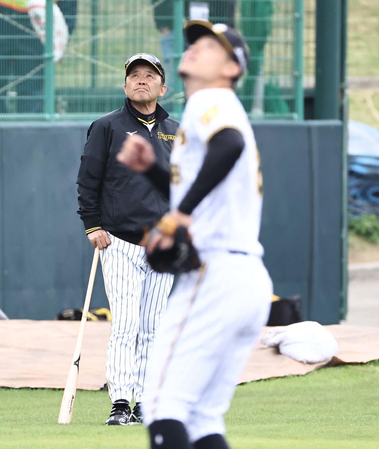 シートノックの球を追う佐藤輝（手前）を見る岡田監督（撮影・上田博志）
