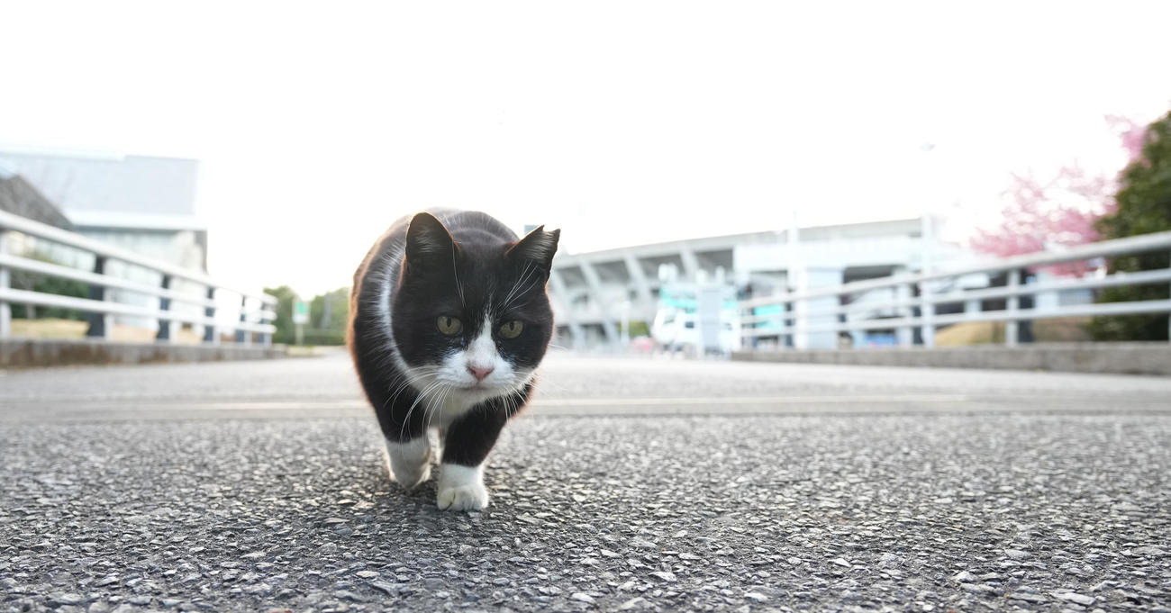 侍ジャパンのキャンプ地を散歩する猫（撮影・菅敏）