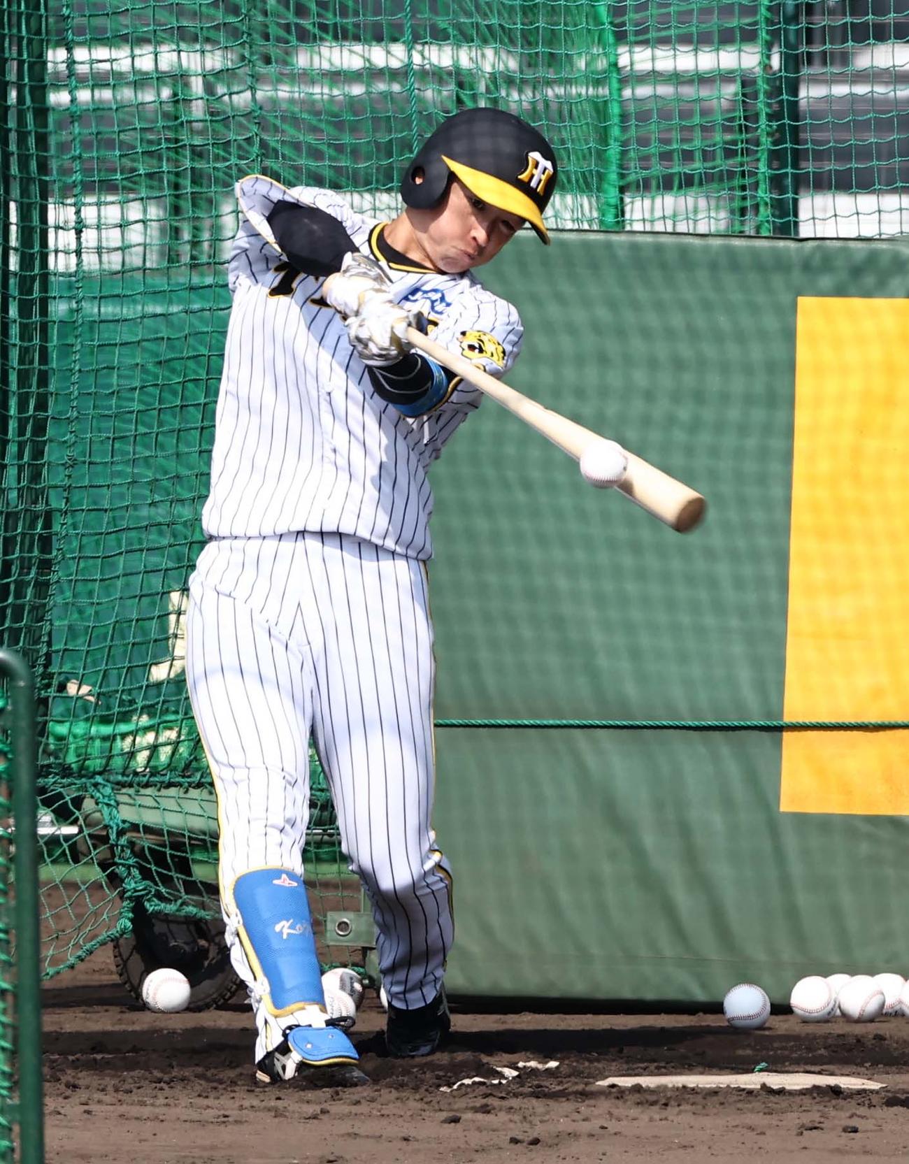 フリー打撃練習をする近本（2023年3月1日撮影）