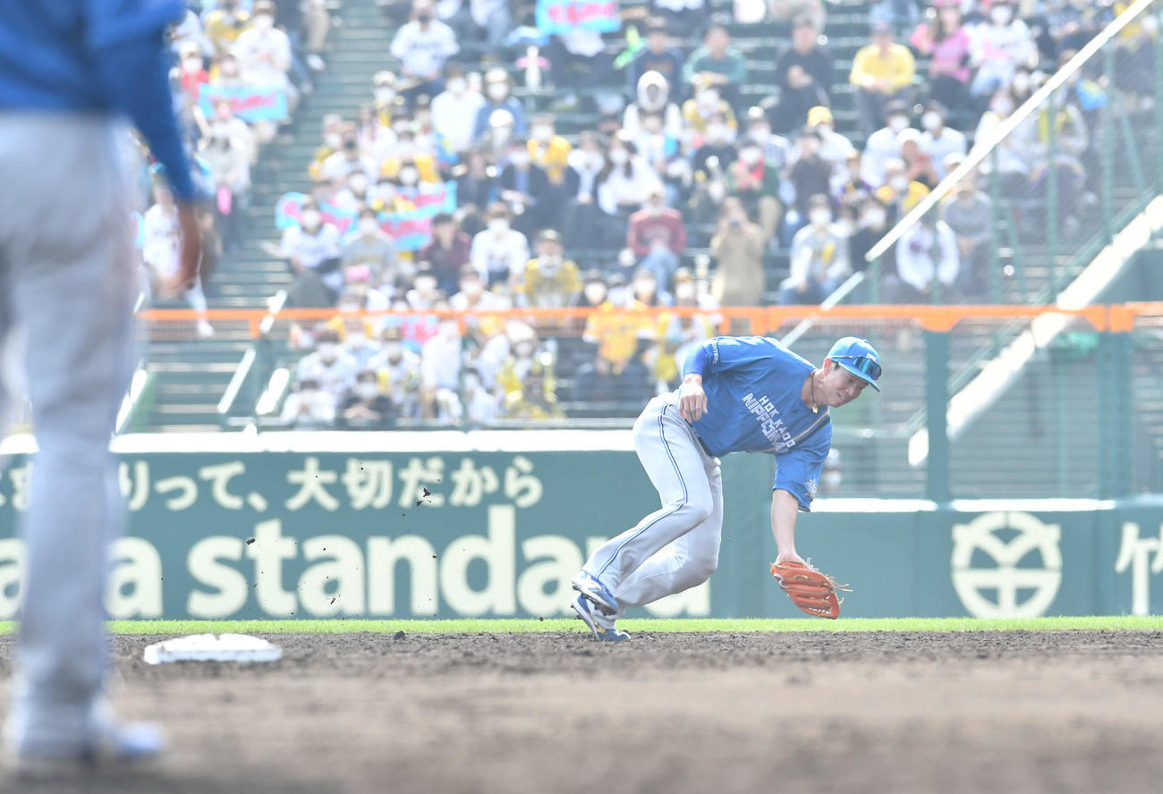 3回裏阪神1死、佐藤輝のゴロを捕球する左翼手の松本剛（撮影・岩下翔太）