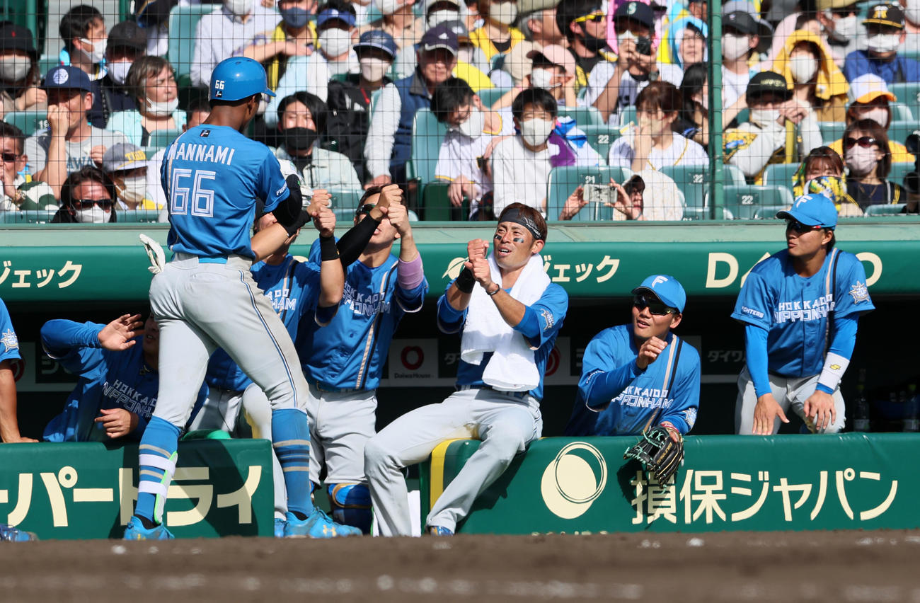 阪神対日本ハム　5回表日本ハム2死三塁、万波は左越え2点本塁打を放ちベンチの江越（中央）らナインがペッパーミルポーズでお出迎え（撮影・加藤哉）