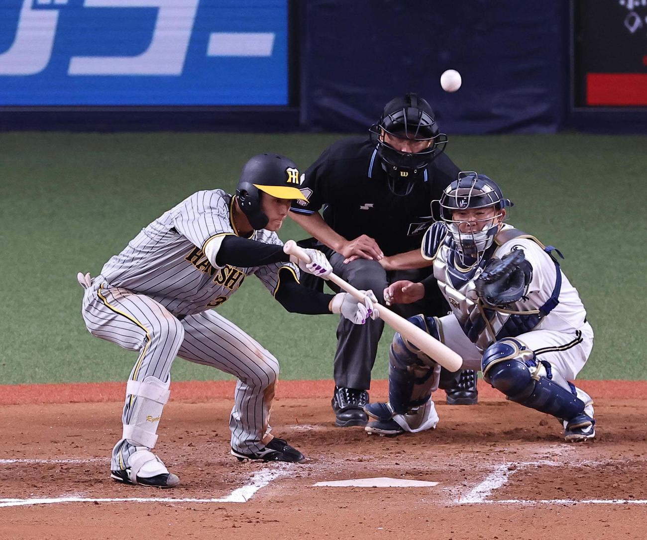 オリックス対阪神　7回表阪神無死一、二塁、小幡は送りバントに失敗する（撮影・上田博志）
