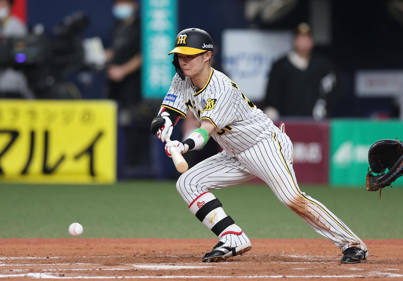 阪神対DeNA 7回裏阪神無死一塁、犠打を決める中野（撮影・前田充）