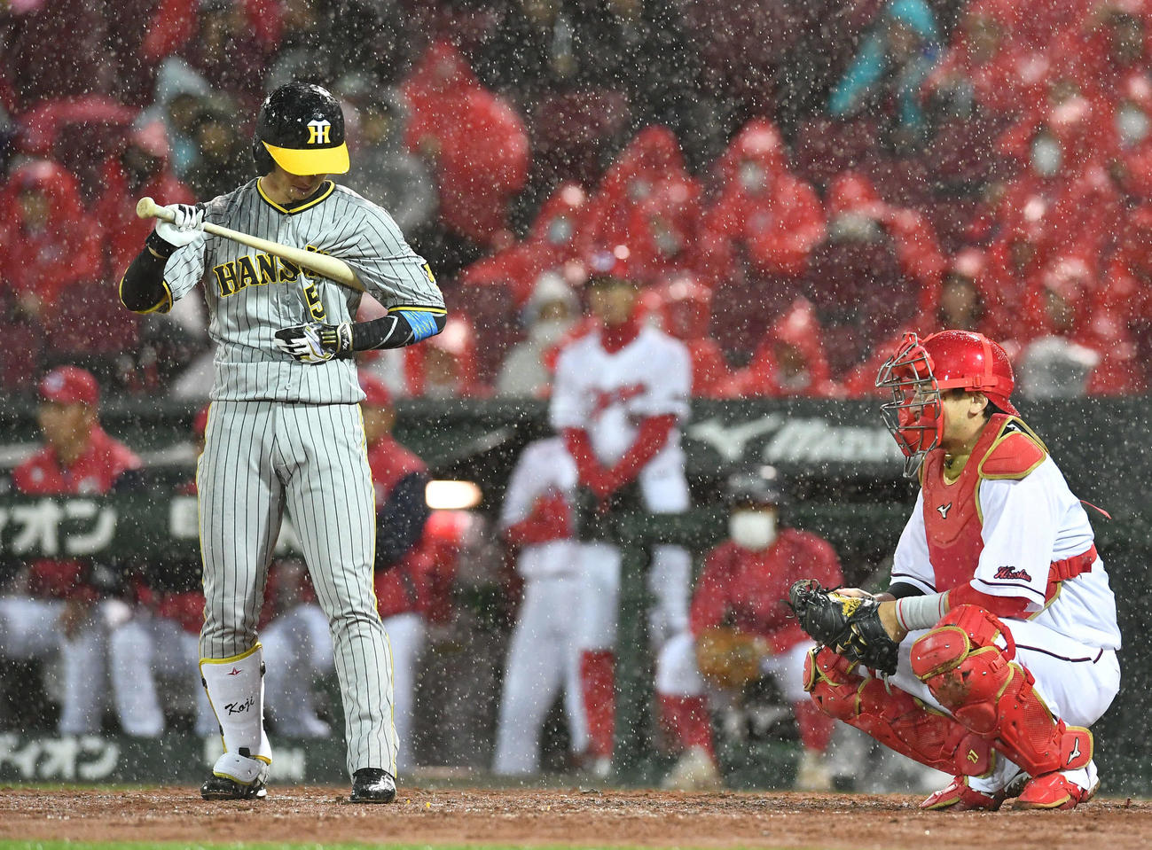 広島対阪神　3回表阪神無死、雨脚が強まり、バットをユニホームで拭う近本（撮影・岩下翔太）