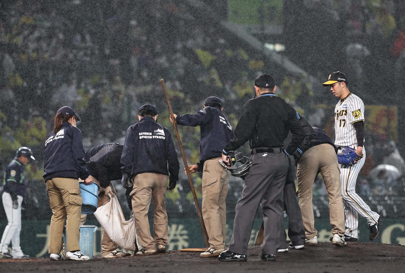 阪神対ヤクルト　青柳（右）は整備されるマウンドを見つめる（撮影・上田博志）