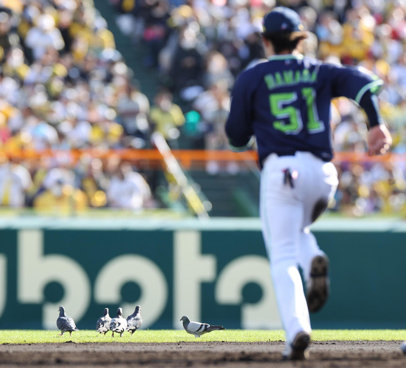 阪神対ヤクルト　6回、甲子園のグラウンドにやって来たハトをヤクルト浜田が追い払う（撮影・清水貴仁）