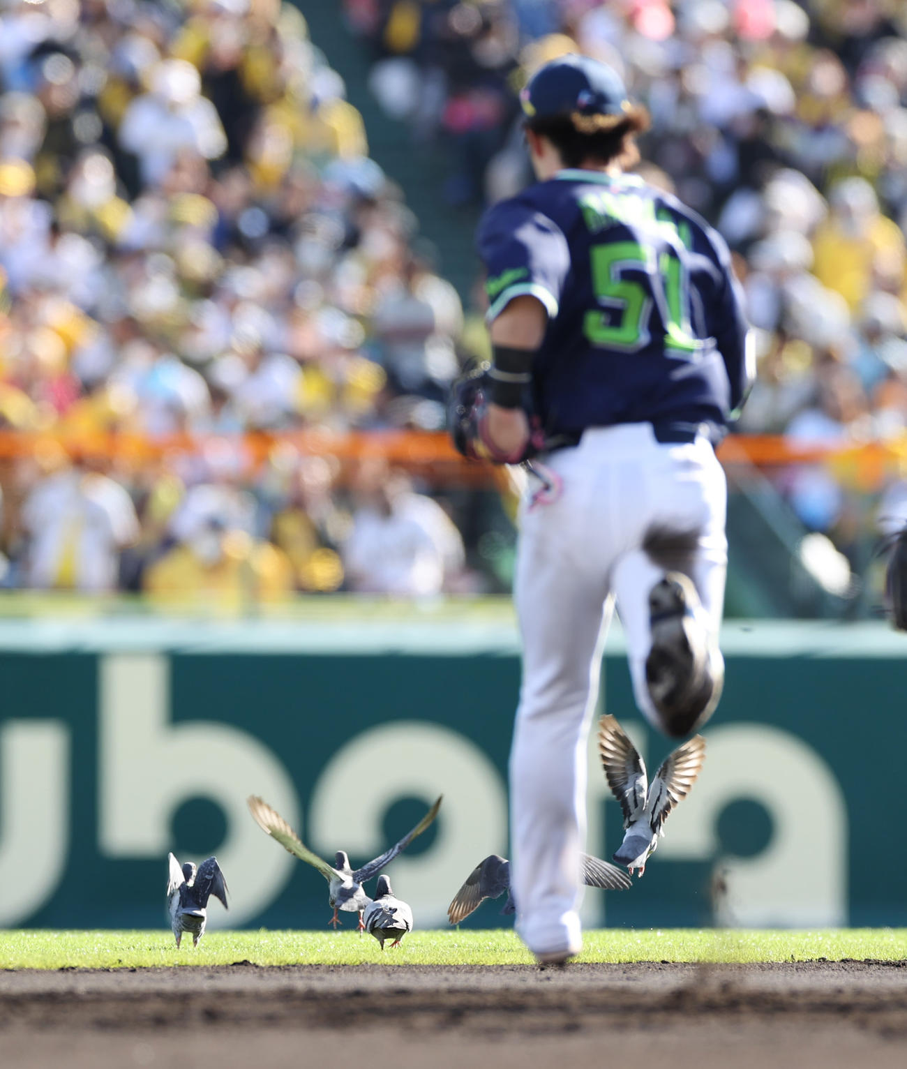 阪神対ヤクルト　6回、甲子園のグラウンドにやって来たハトをヤクルト浜田が追い払う（撮影・清水貴仁）