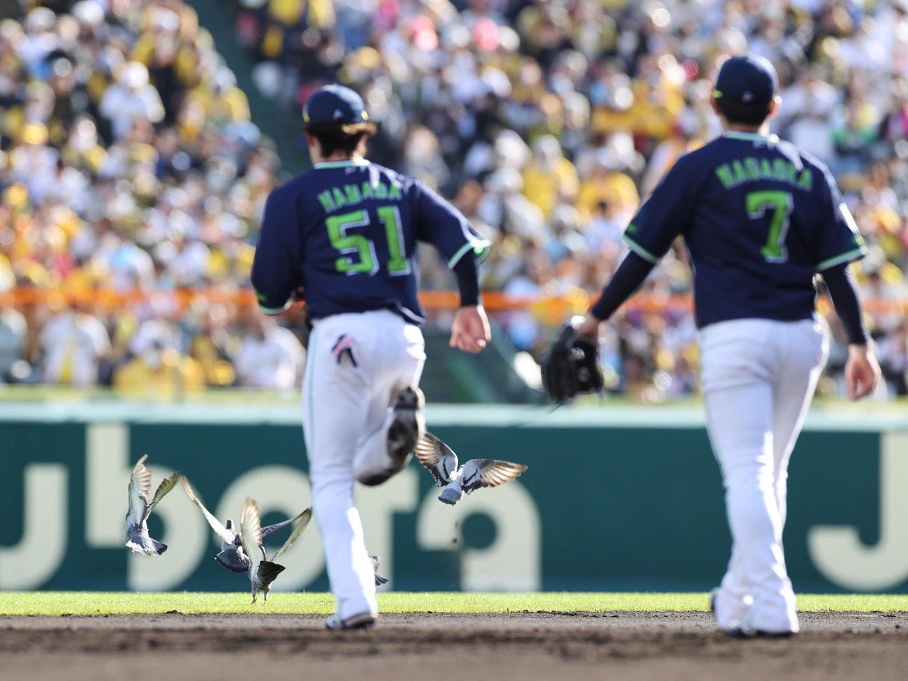 阪神対ヤクルト　6回、甲子園のグラウンドにやって来たハトをヤクルト浜田（左）が追い払う（撮影・清水貴仁）
