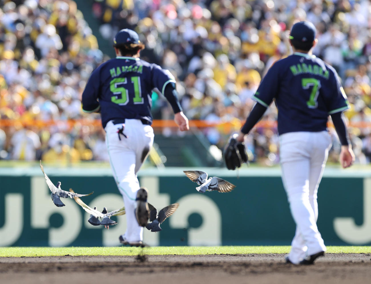 阪神対ヤクルト　6回、甲子園のグラウンドにやって来たハトをヤクルト浜田（左）が追い払う（撮影・清水貴仁）