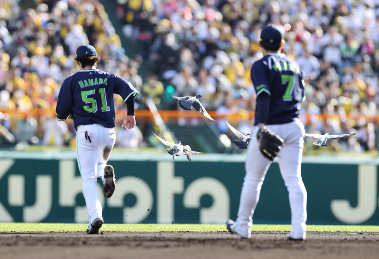 阪神対ヤクルト　6回、甲子園のグラウンドにやって来たハトをヤクルト浜田（左）が追い払う（撮影・清水貴仁）