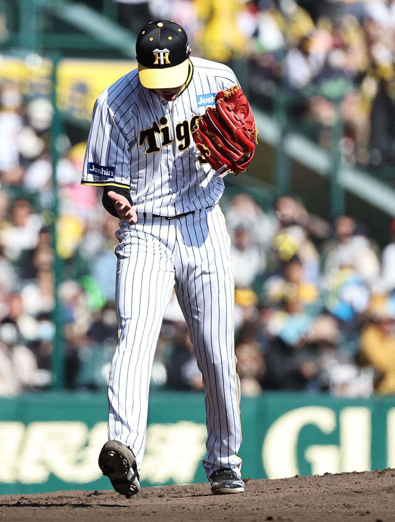 阪神対ヤクルト　3回表ヤクルト2死、丸山和から三振を奪いグラブをたたく才木（撮影・上田博志）