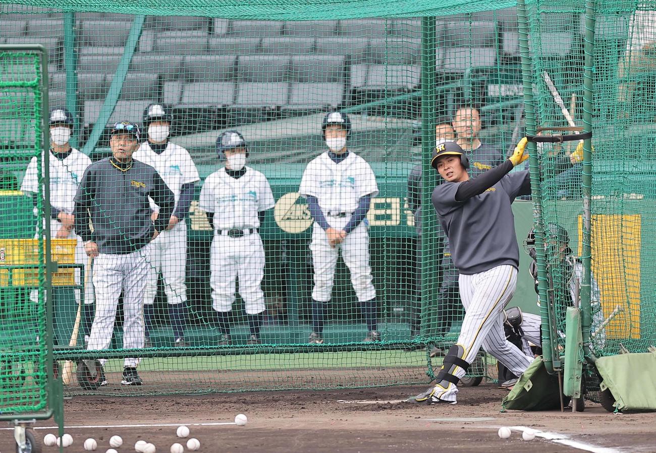 阪神対広島　岡田監督（左）のチェックを受けながらフリー打撃練習をする井上（撮影・上田博志）