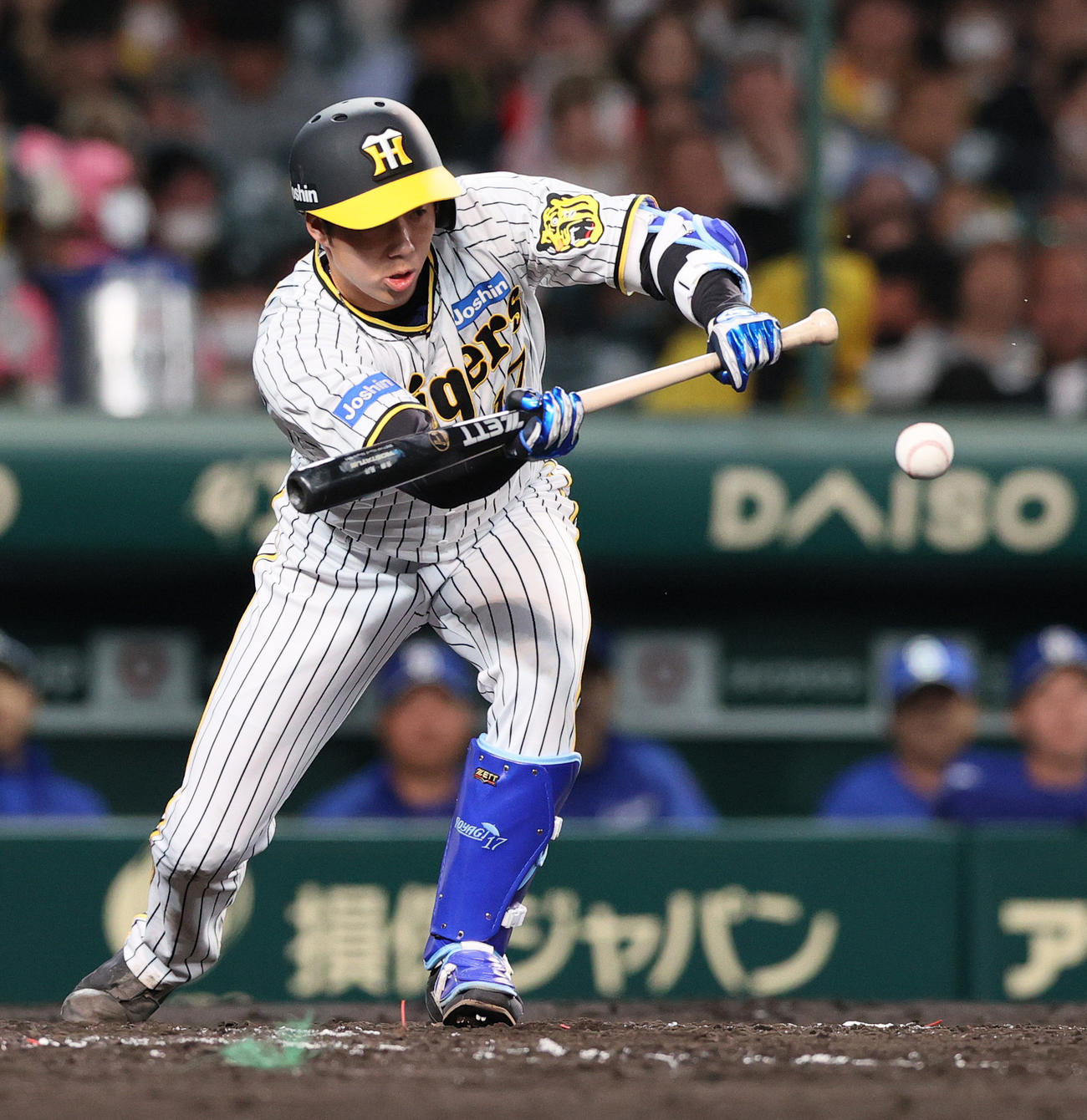 阪神対中日　3回裏阪神無死一塁、バントを決める青柳（撮影・上山淳一）