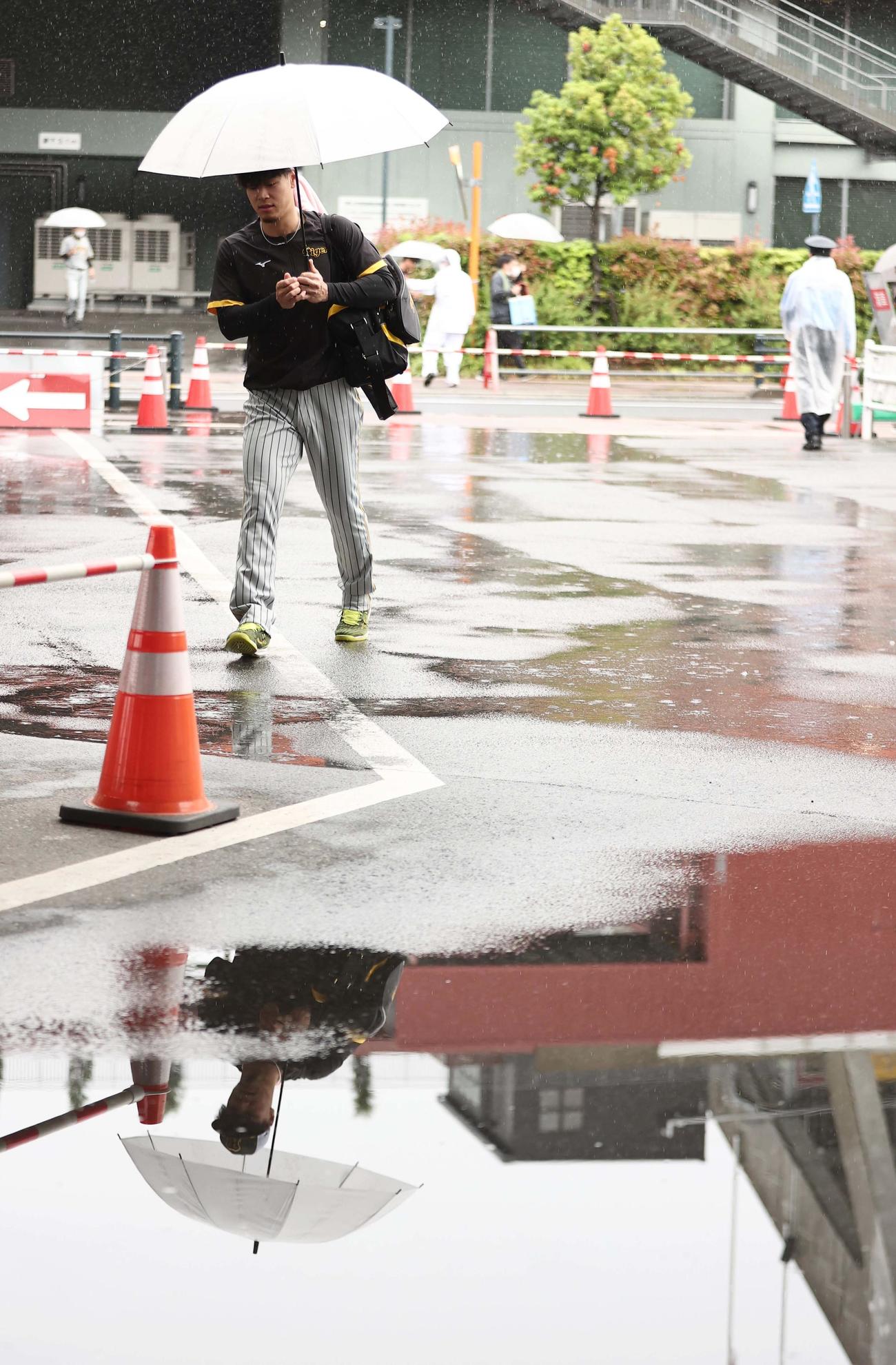 広島対阪神　佐藤輝明は傘をさして室内練習場へ向かう（撮影・上田博志）