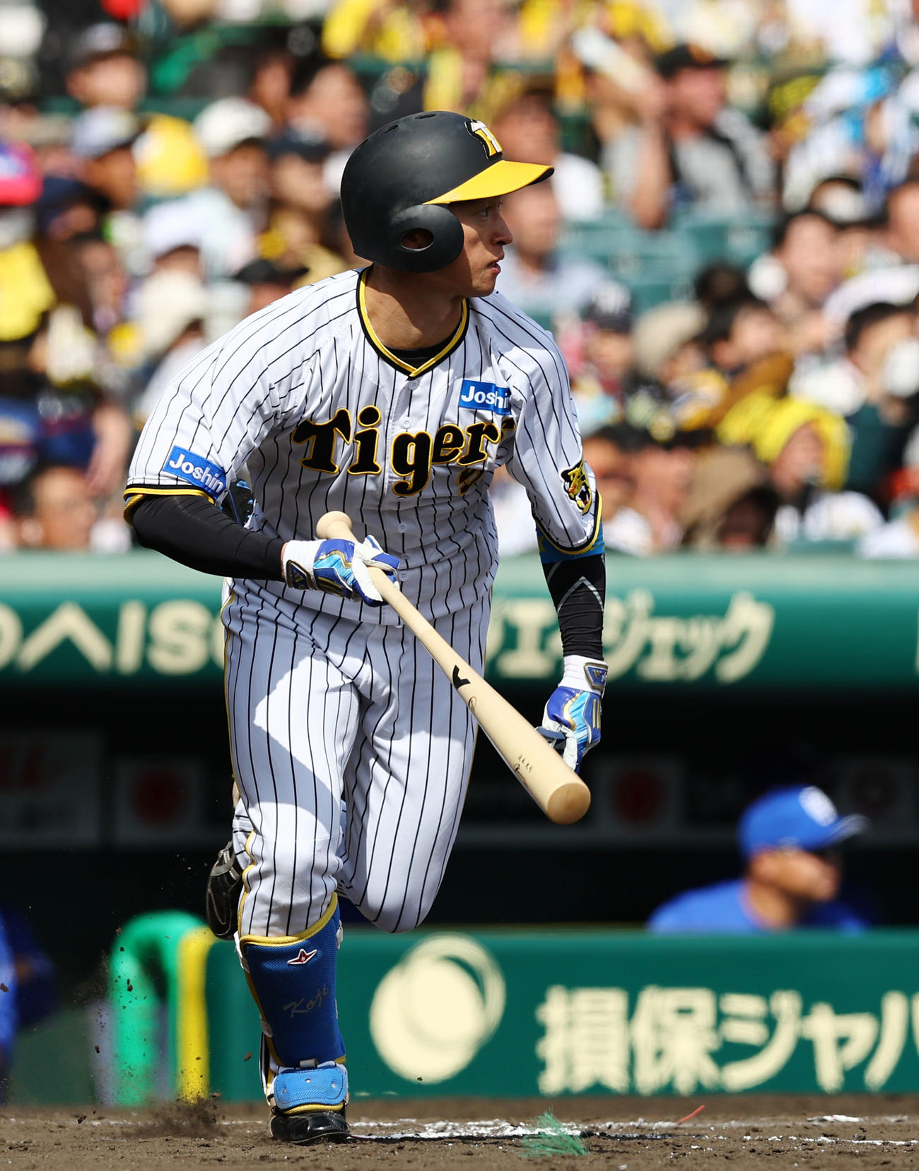 阪神近本光司（23年5月3日撮影）
