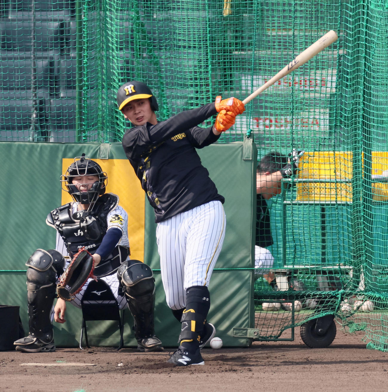 阪神対ヤクルト　打撃練習する井上（撮影・加藤哉）