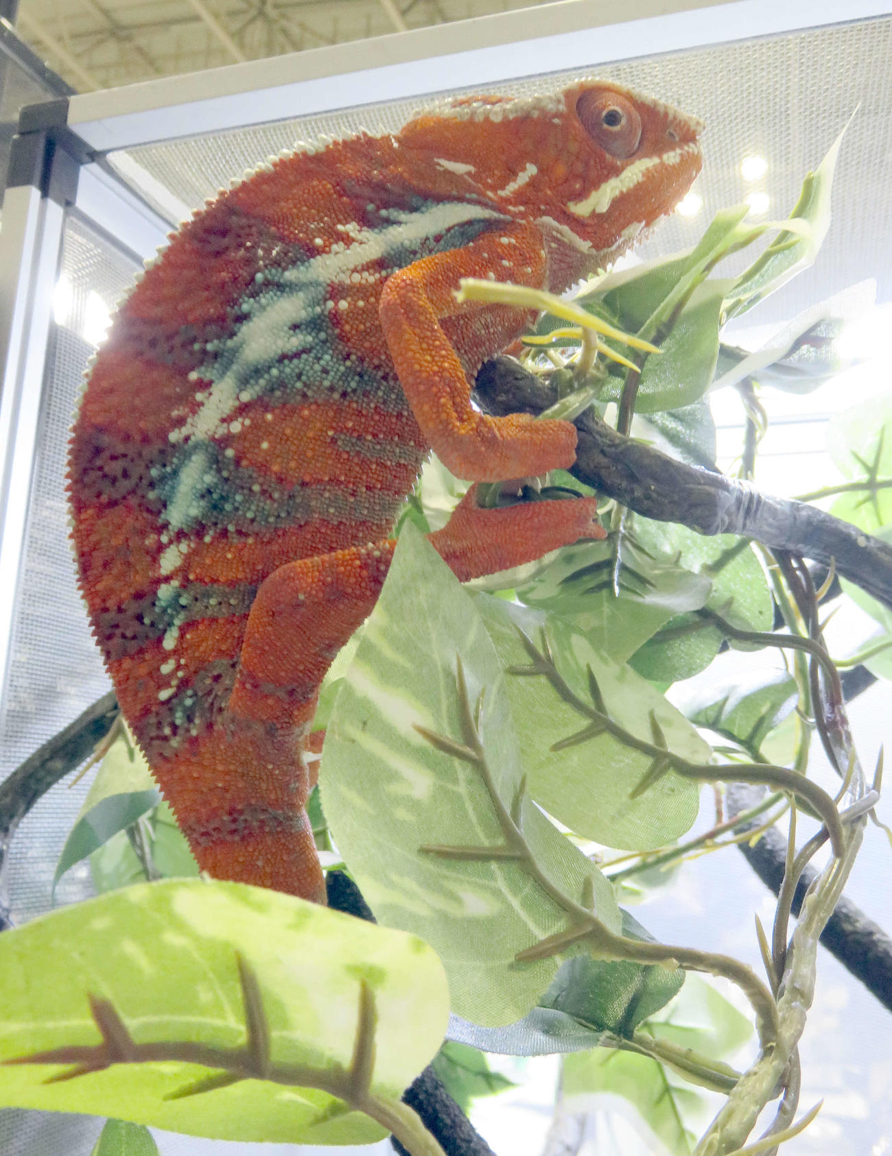 変色が多彩なパンサーカメレオン