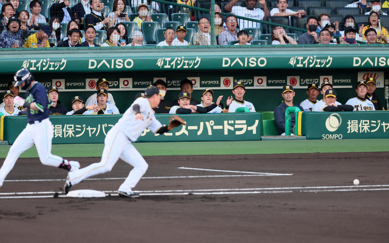 阪神対ヤクルト　1回表ヤクルト1死、浜田の打球を中野が一塁へ送球したが大山が捕球出来ず、ベンチから様子を見守る岡田監督と阪神ナイン（撮影・加藤哉）