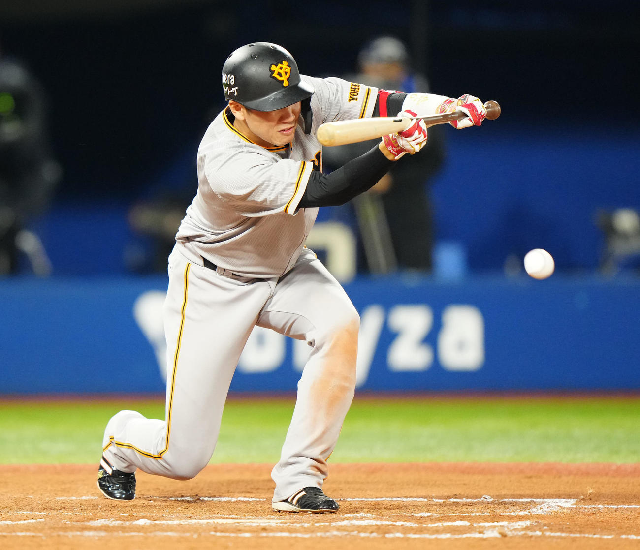 DeNA対巨人　7回表巨人無死一塁、送りバントを決める坂本（撮影・江口和貴）
