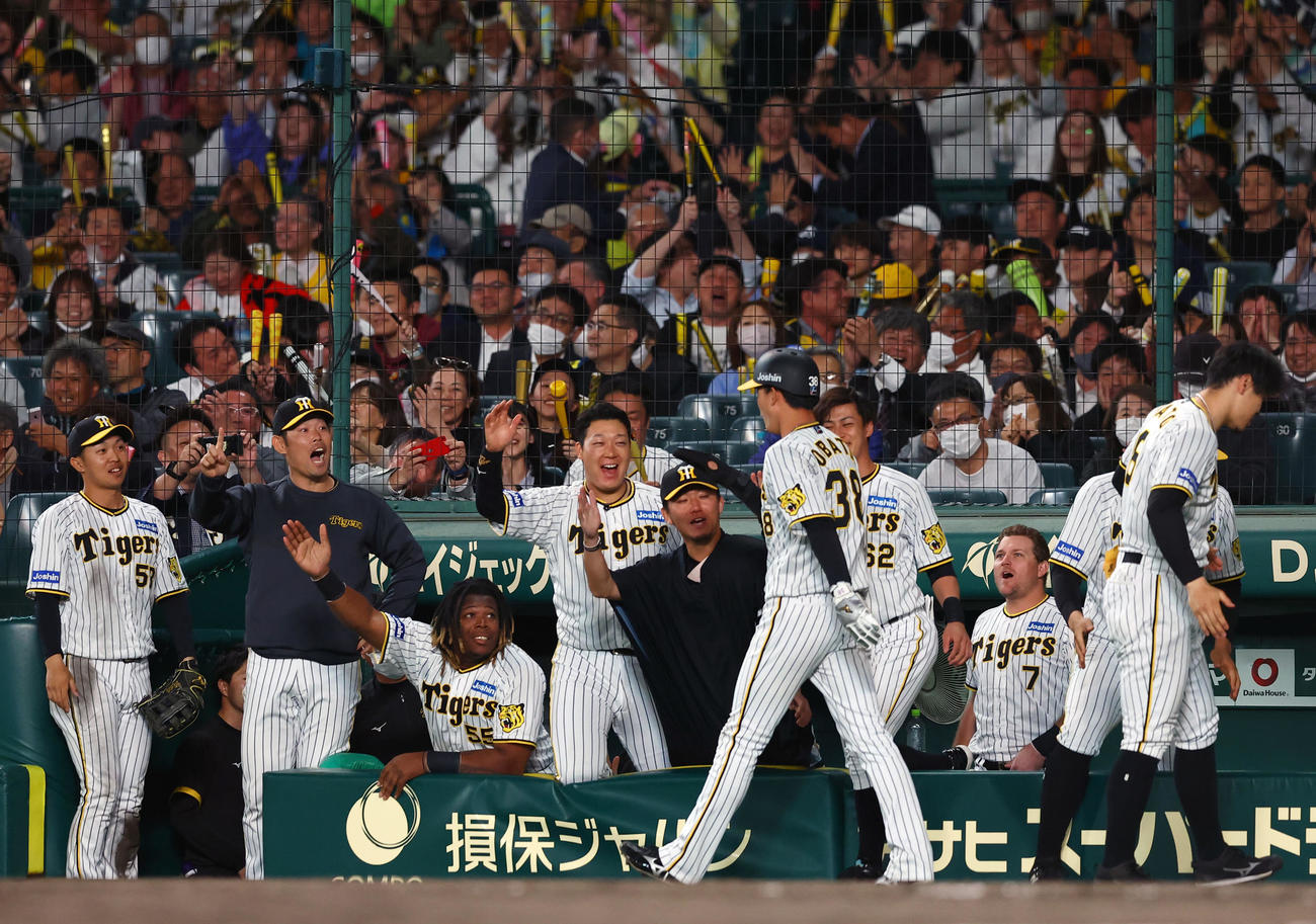 阪神対ヤクルト　8回裏阪神1死二、三塁、糸原の遊ゴロ野戦で生還した小幡を迎えるベンチのナイン（撮影・藤尾明華）