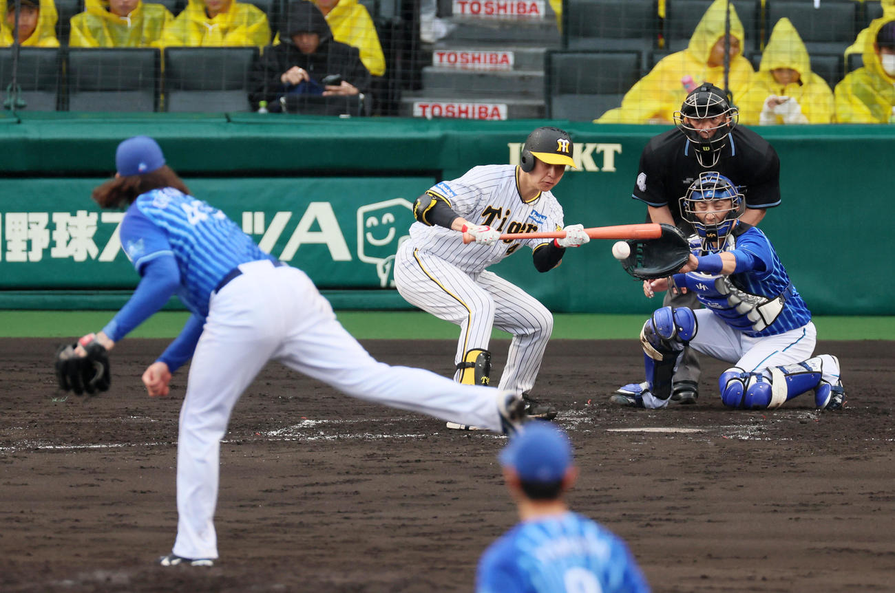 阪神対DeNA 4回裏阪神無死一塁、大竹は投前犠打を決める。投手はガセルマン（撮影・加藤哉）