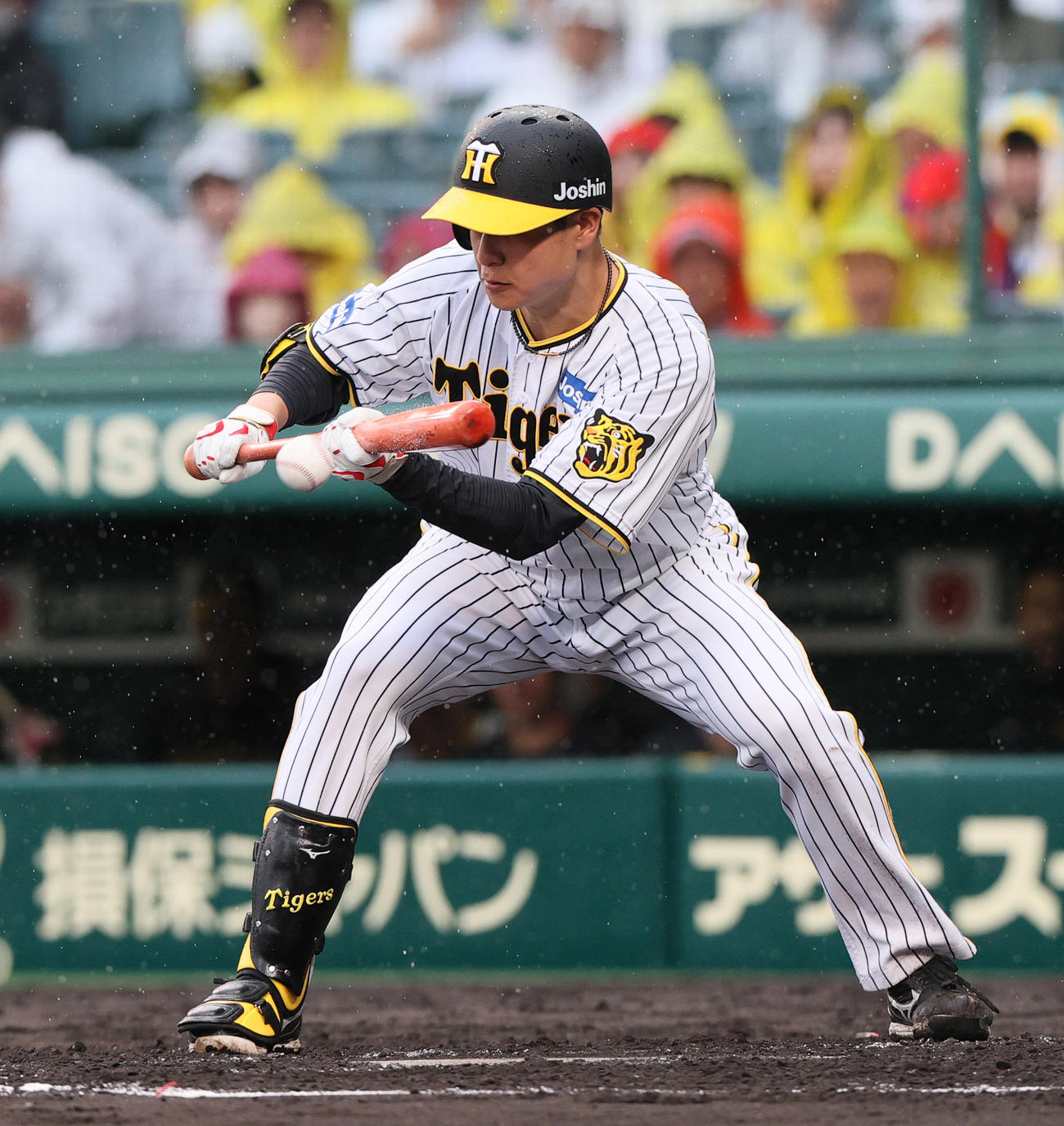 4回裏阪神1死一塁、大竹は送りバントを決める（撮影・上山淳一）